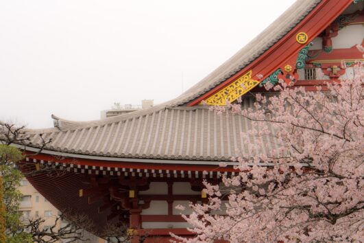 JAPAN – Cvjetanje trešanja